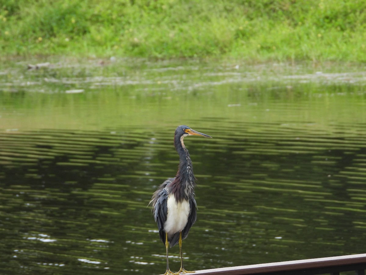 Tricolored Heron - ML643162109