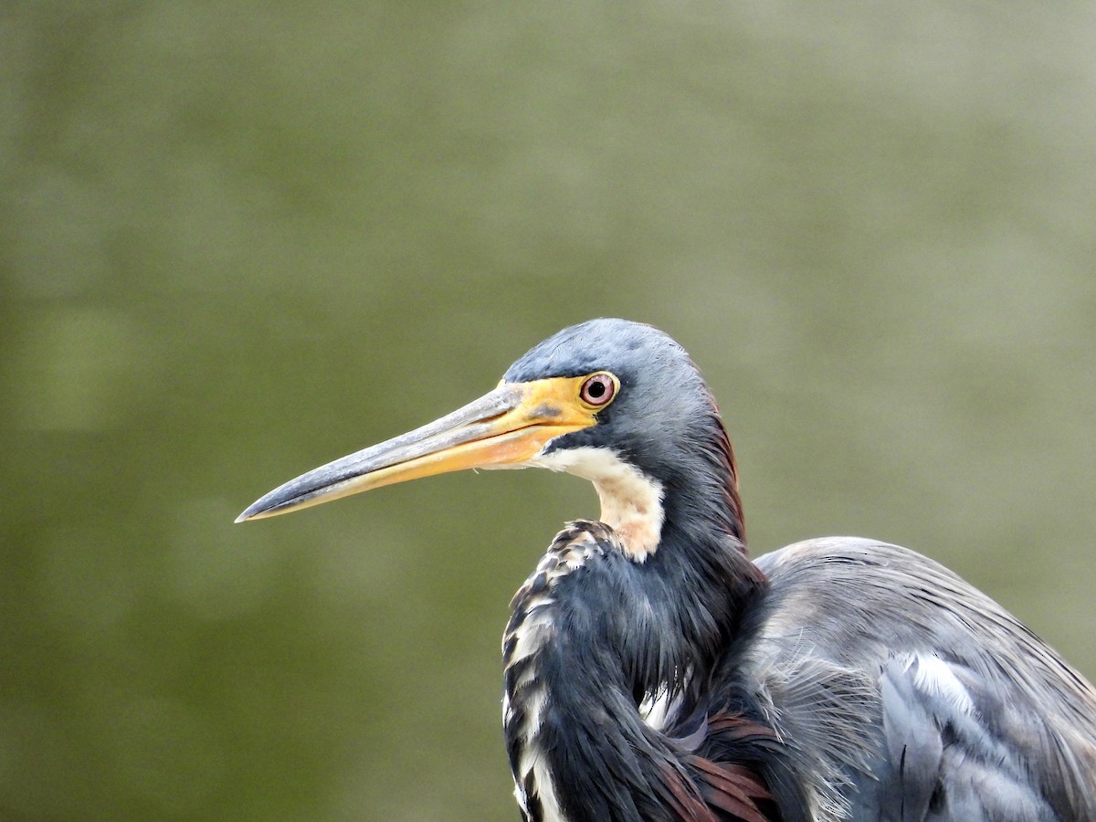 Tricolored Heron - ML643162111