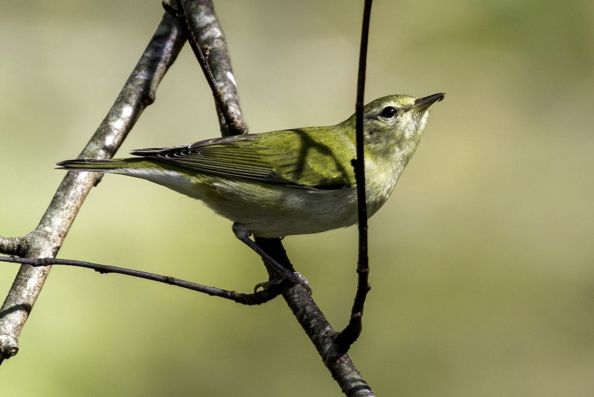 Tennessee Warbler - ML643162120