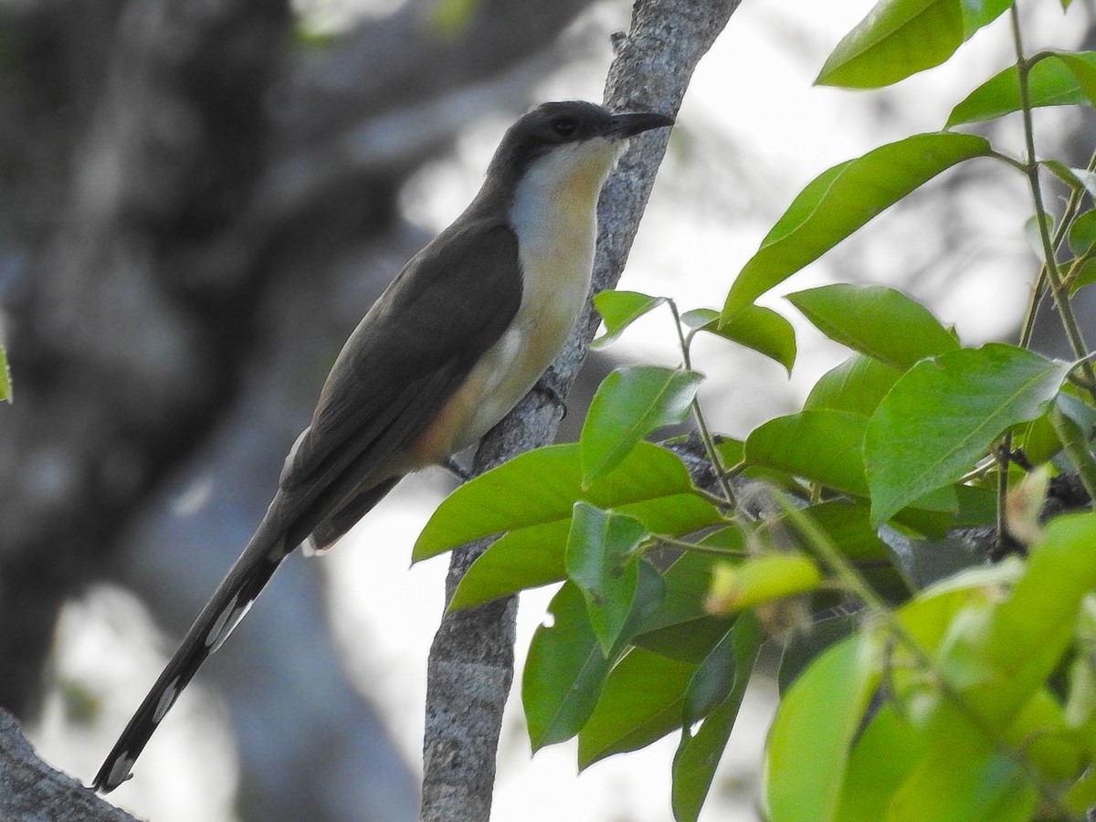 Dark-billed Cuckoo - ML643162123