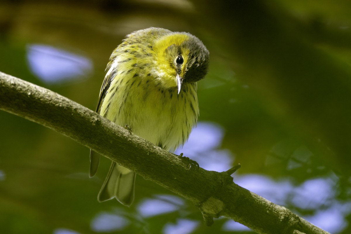 Cape May Warbler - ML643162127