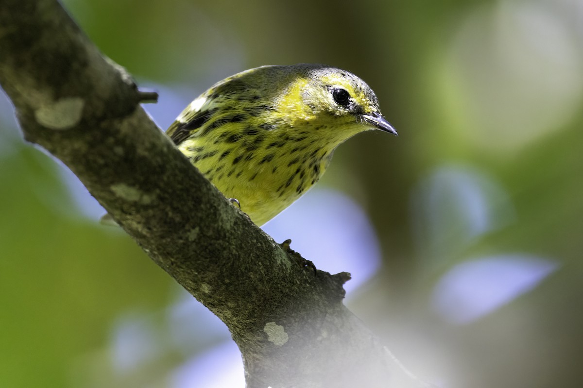 Cape May Warbler - ML643162128