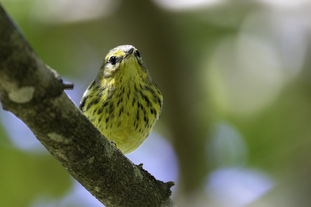 Cape May Warbler - ML643162129