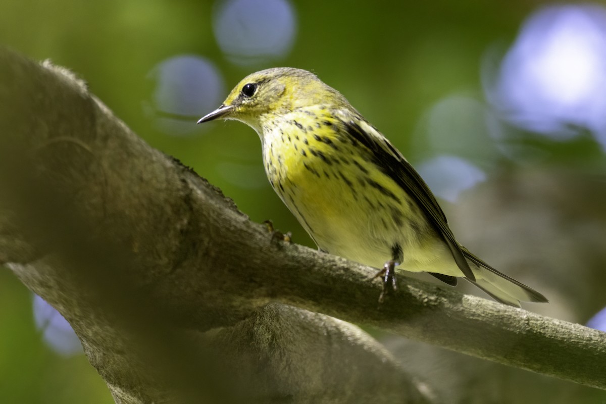 Cape May Warbler - ML643162130
