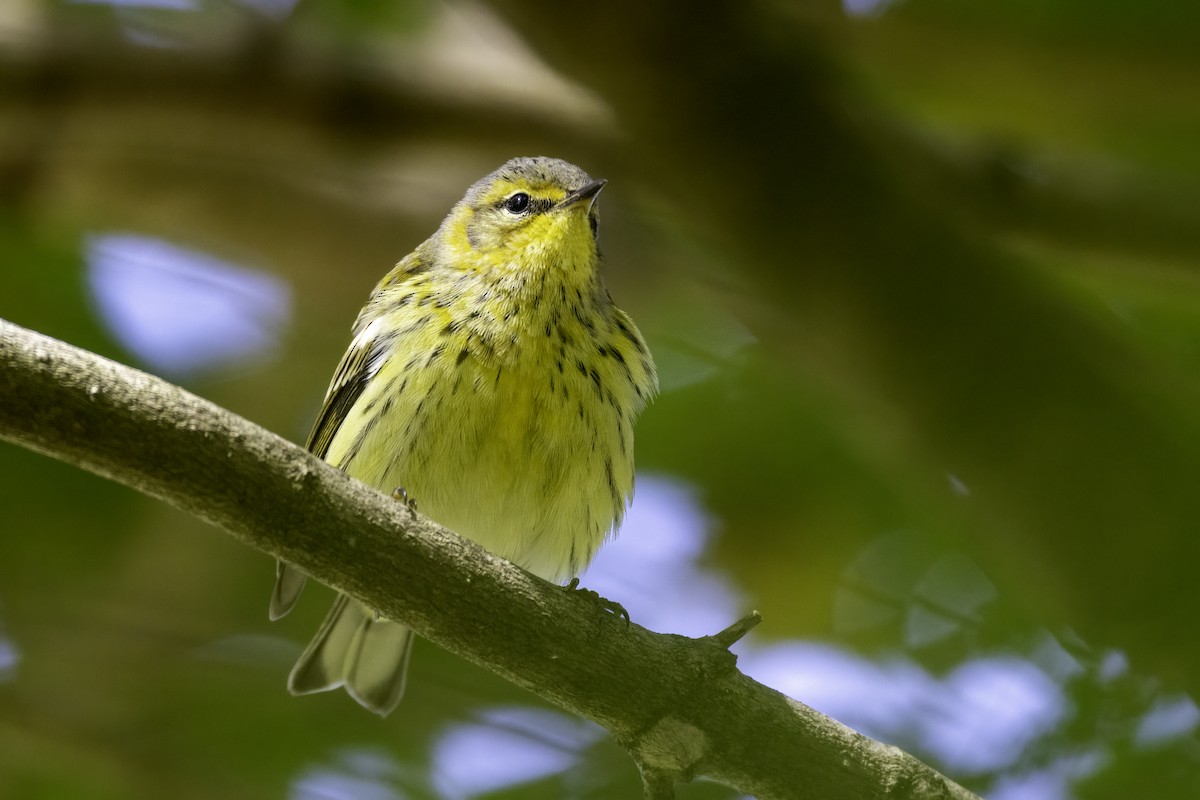 Cape May Warbler - ML643162131