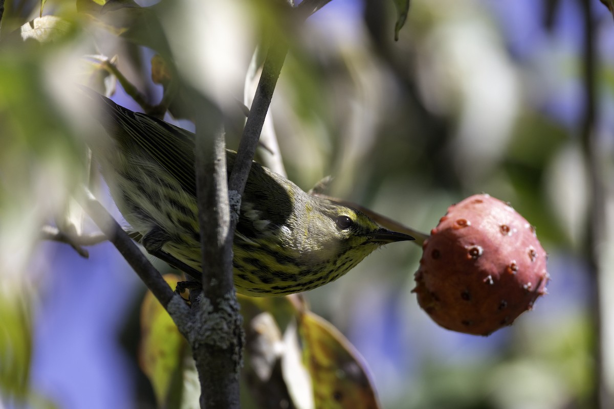 Cape May Warbler - ML643162132