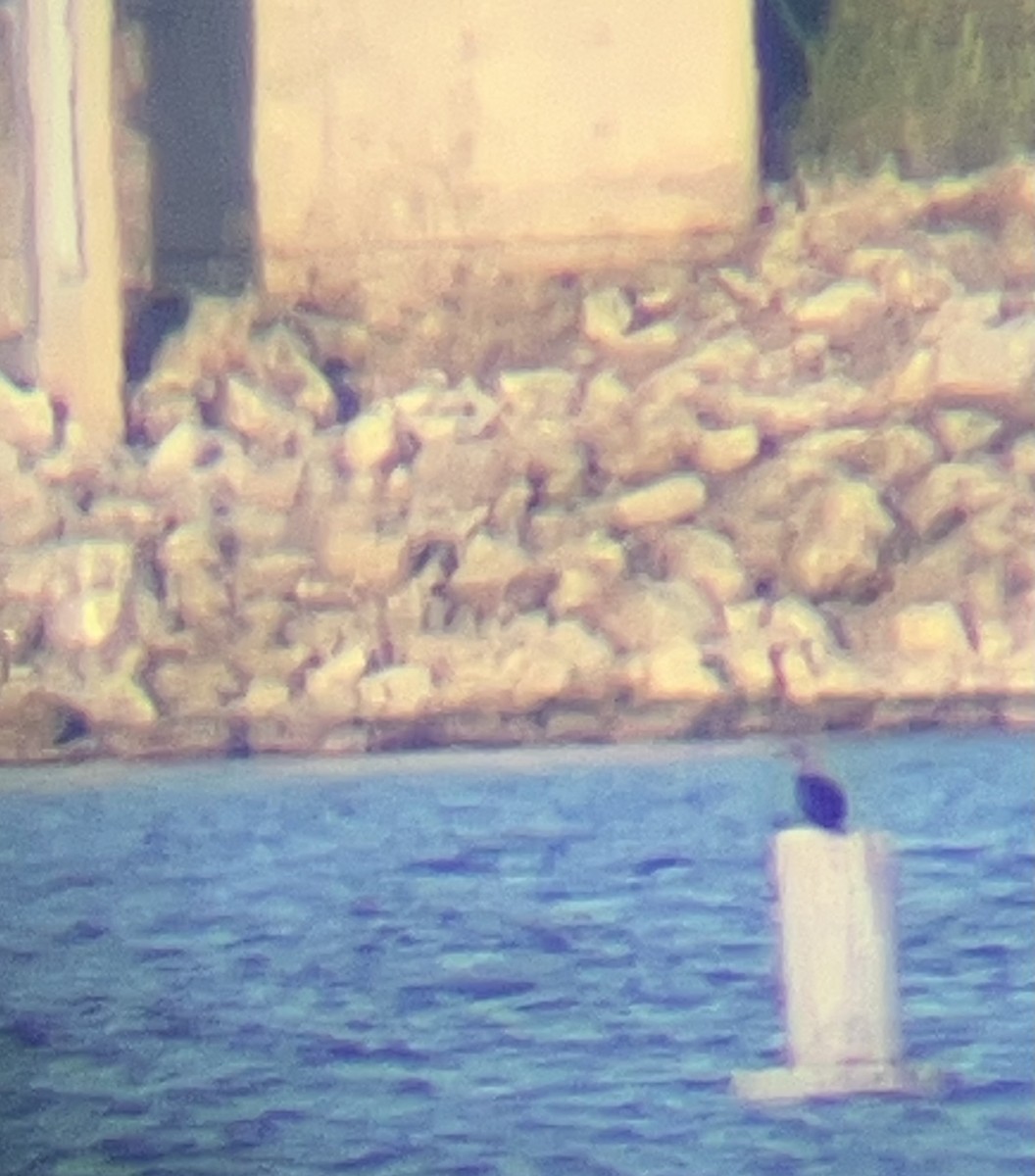 Red-footed Booby - ML643162143