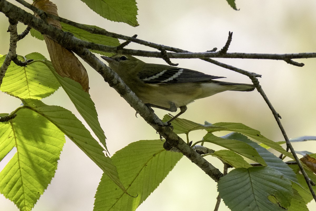 Bay-breasted Warbler - ML643162146