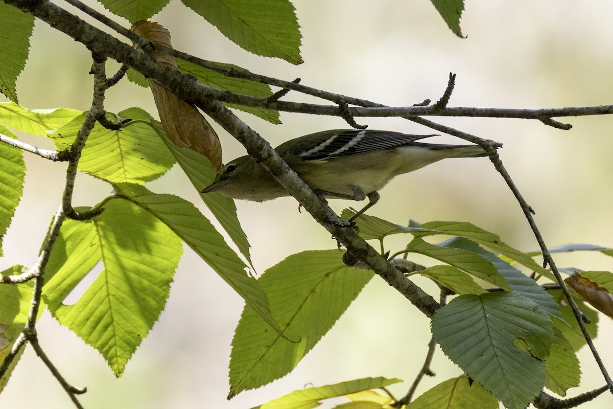Bay-breasted Warbler - ML643162147