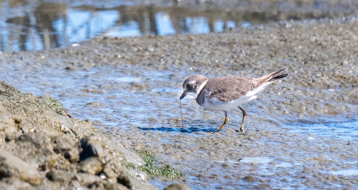 Common Ringed Plover - ML643162158