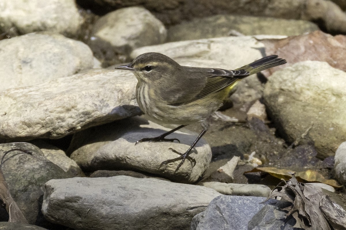 Palm Warbler - ML643162162