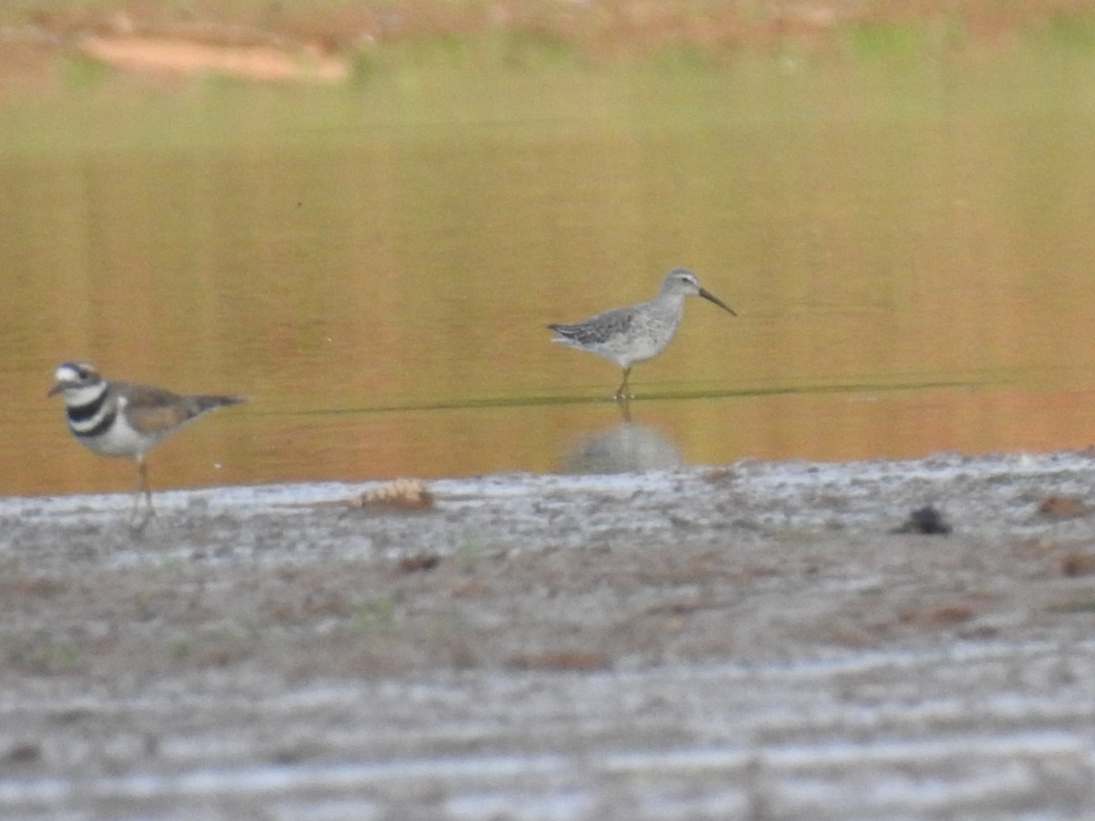 Stilt Sandpiper - ML643162180