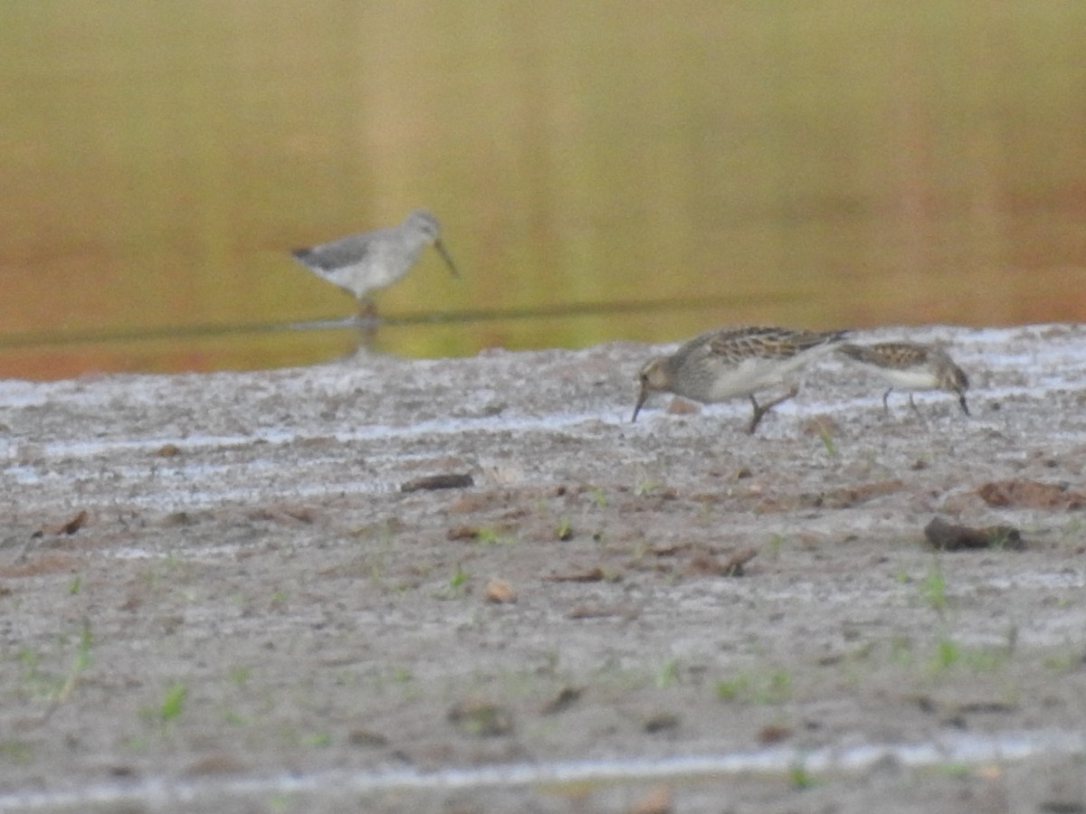 Stilt Sandpiper - ML643162181