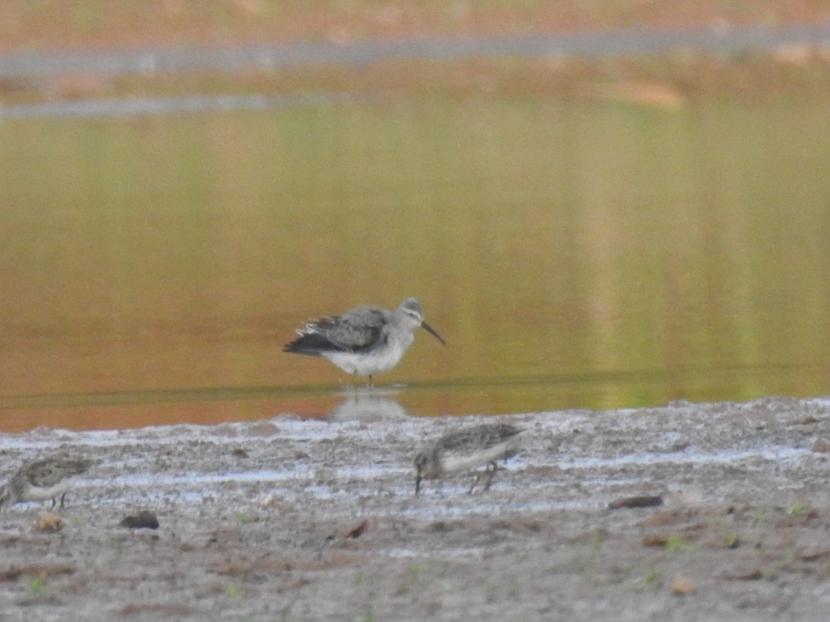 Stilt Sandpiper - ML643162182