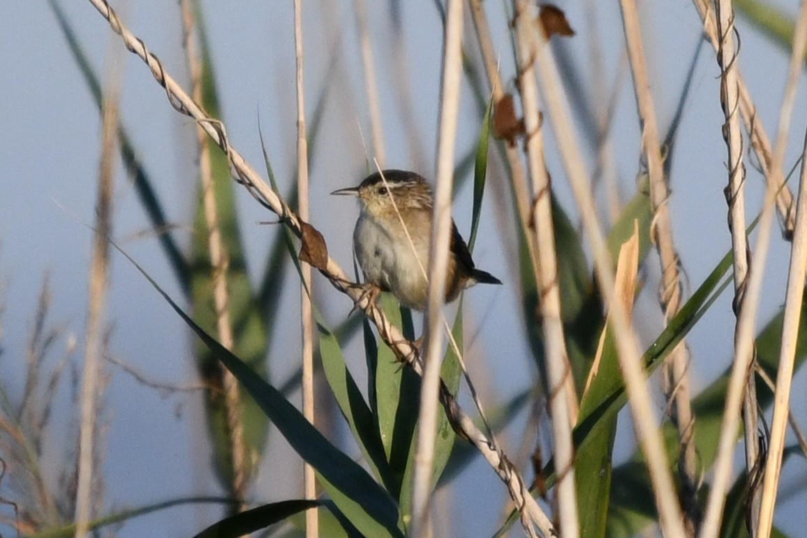Marsh Wren (palustris Group) - ML643162207