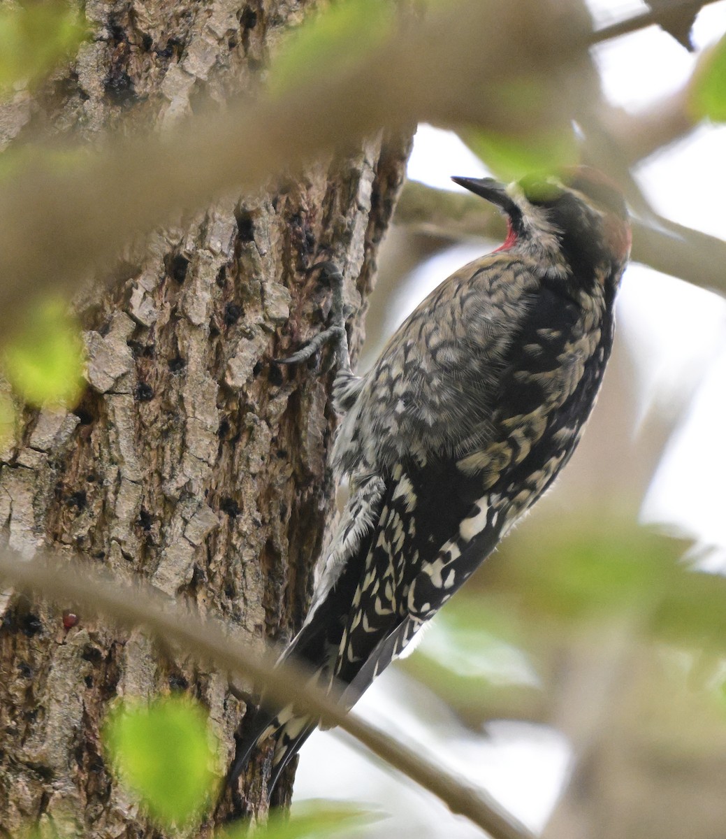 Red-naped Sapsucker - ML643162208