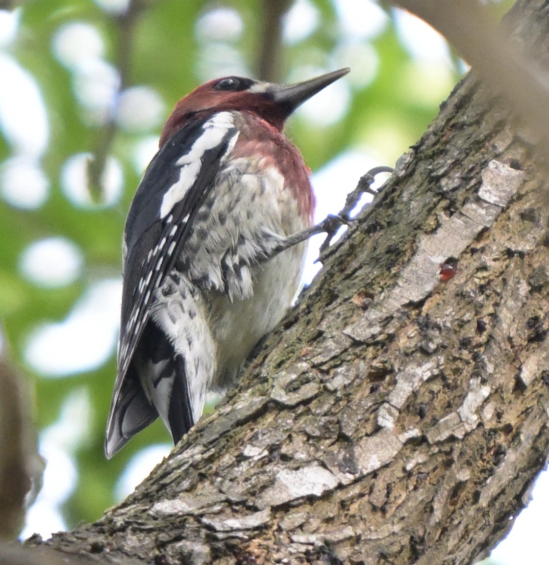 Red-breasted Sapsucker - ML643162210