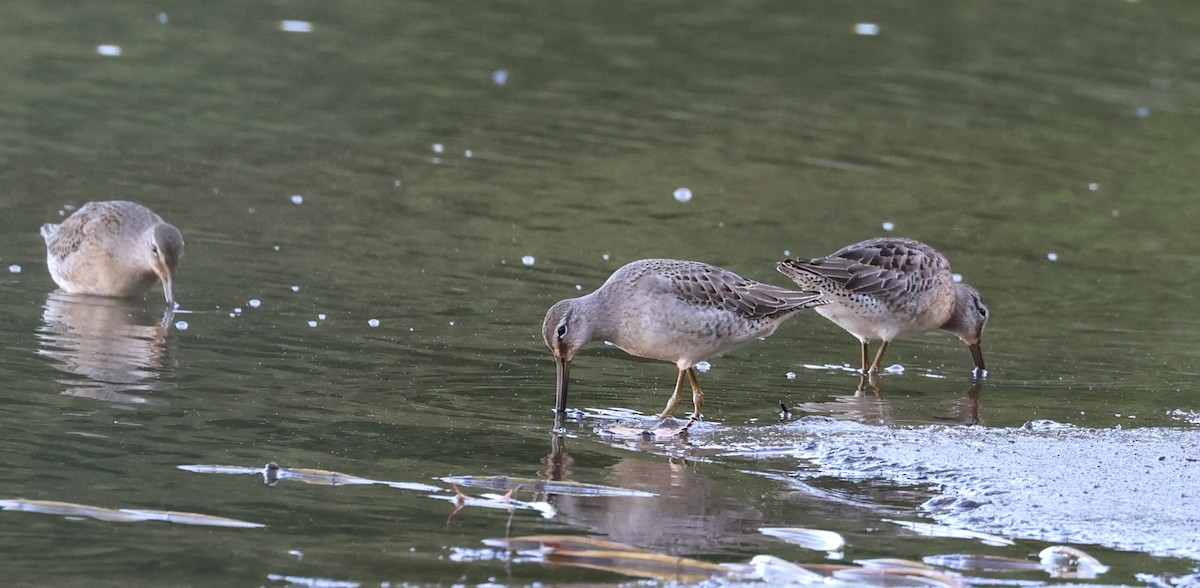 langnebbekkasinsnipe - ML643162213