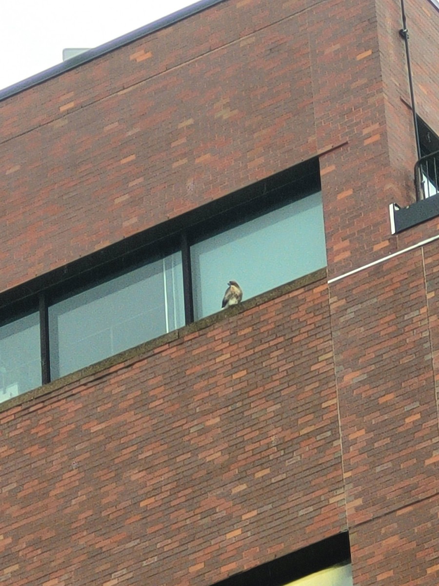 Red-tailed Hawk (borealis) - ML643162214