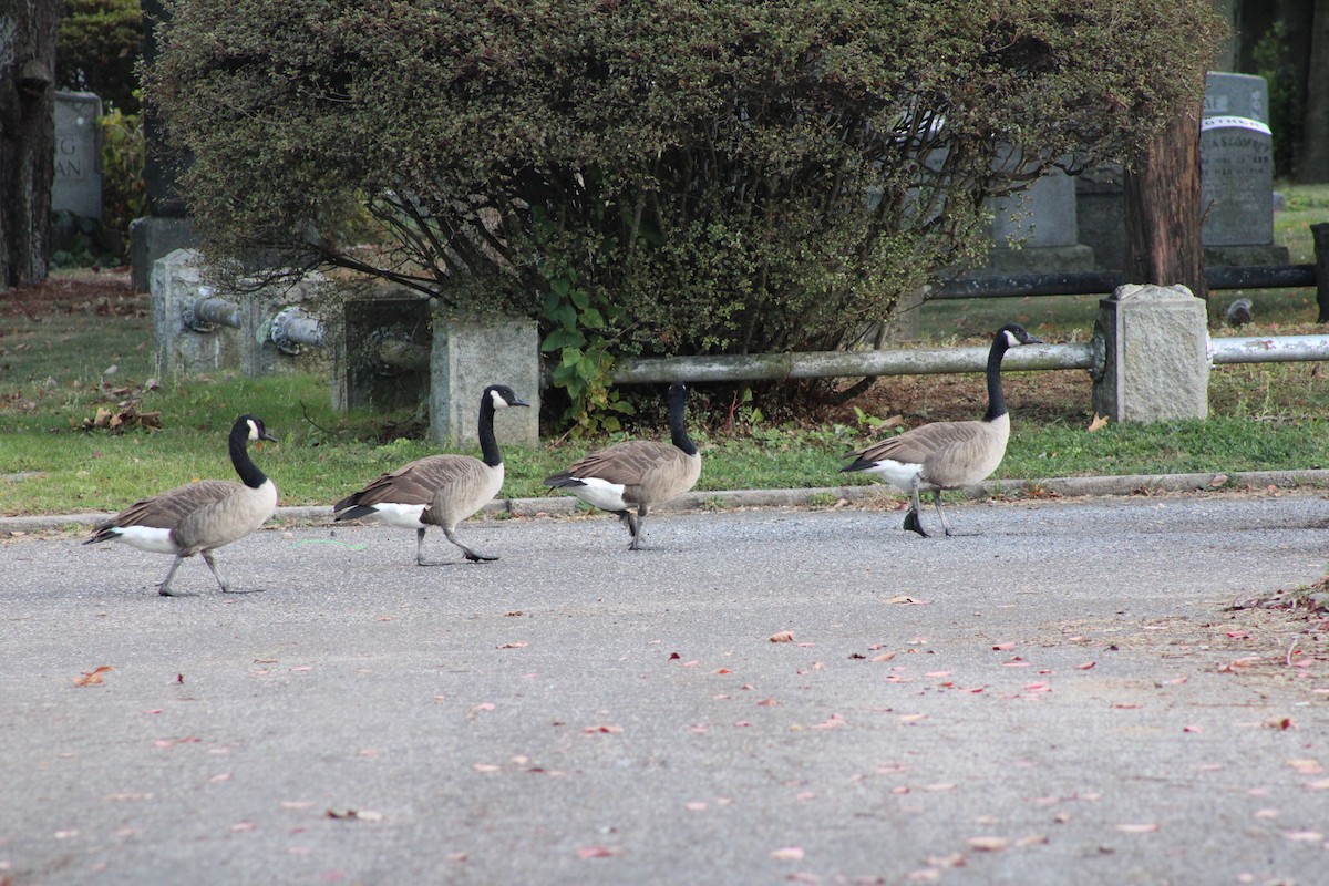 Branta kanadar handia - ML643162227