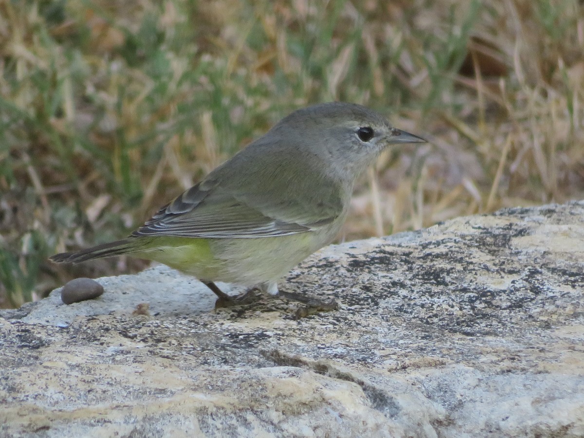 Orange-crowned Warbler - ML643162232
