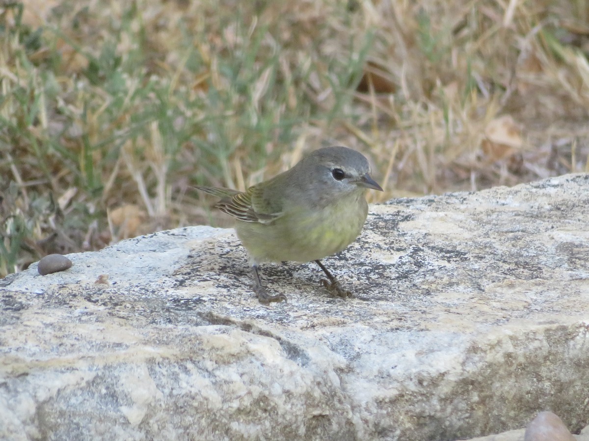 Orange-crowned Warbler - ML643162233
