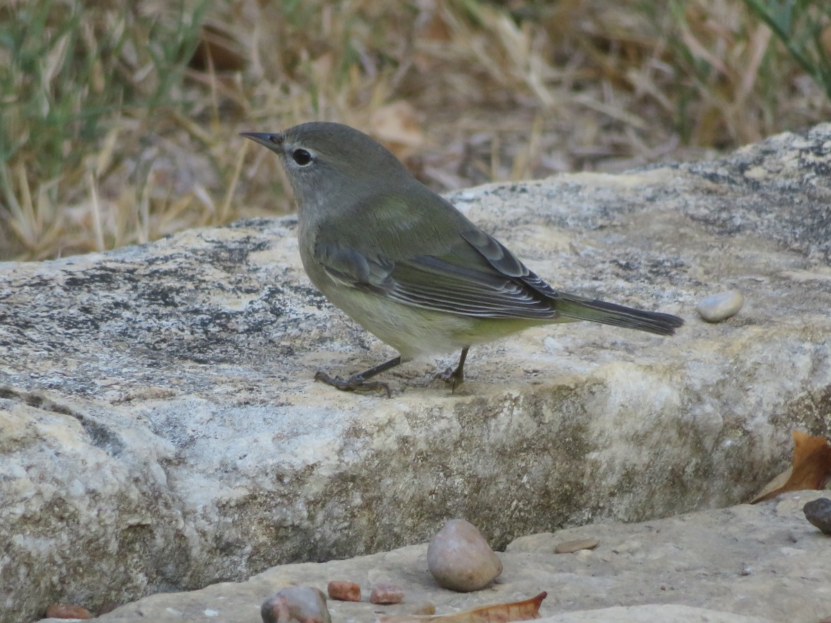 Orange-crowned Warbler - ML643162234