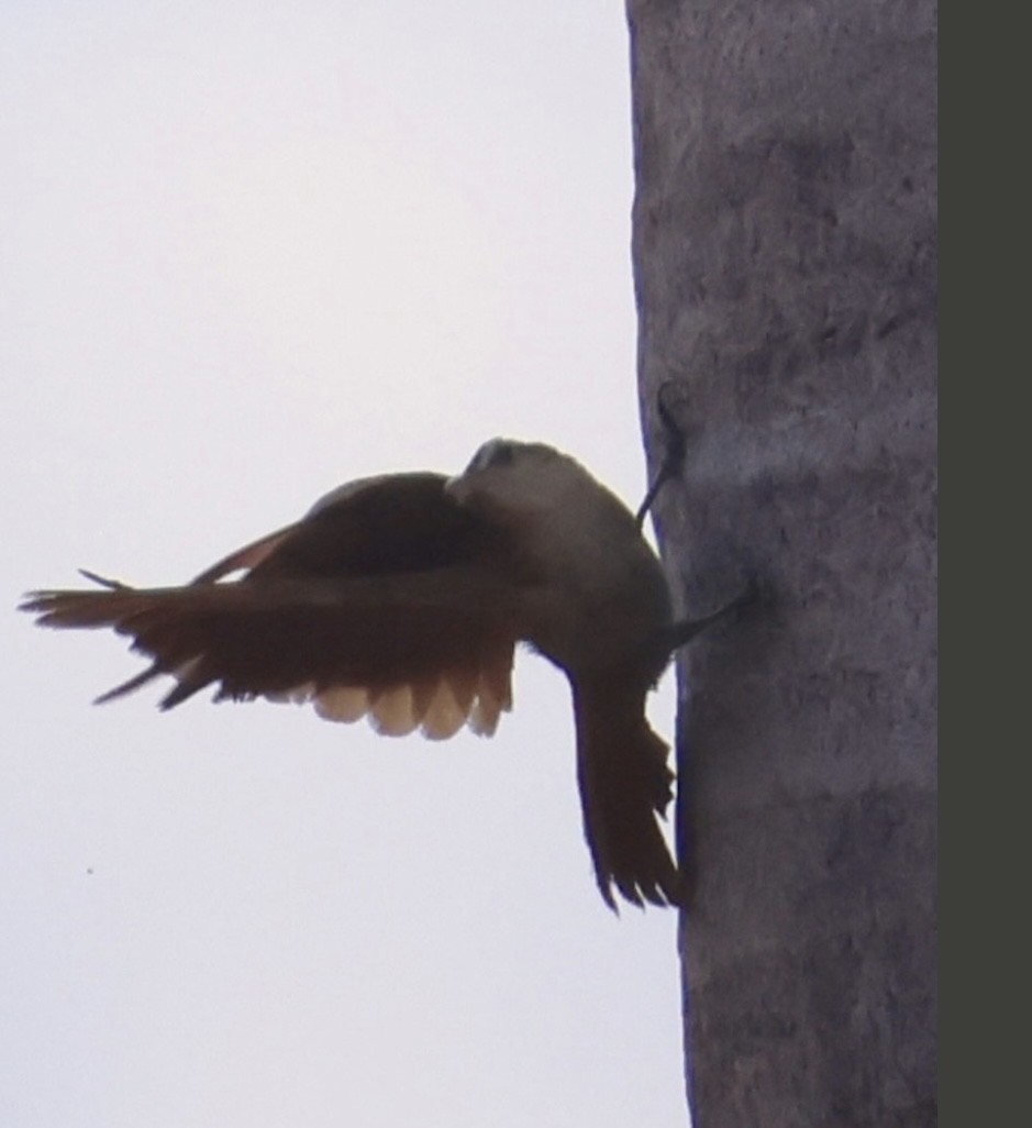 Narrow-billed Woodcreeper - ML643162236