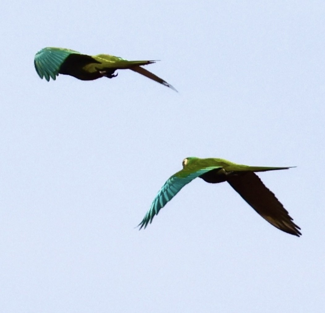 Red-bellied Macaw - ML643162256
