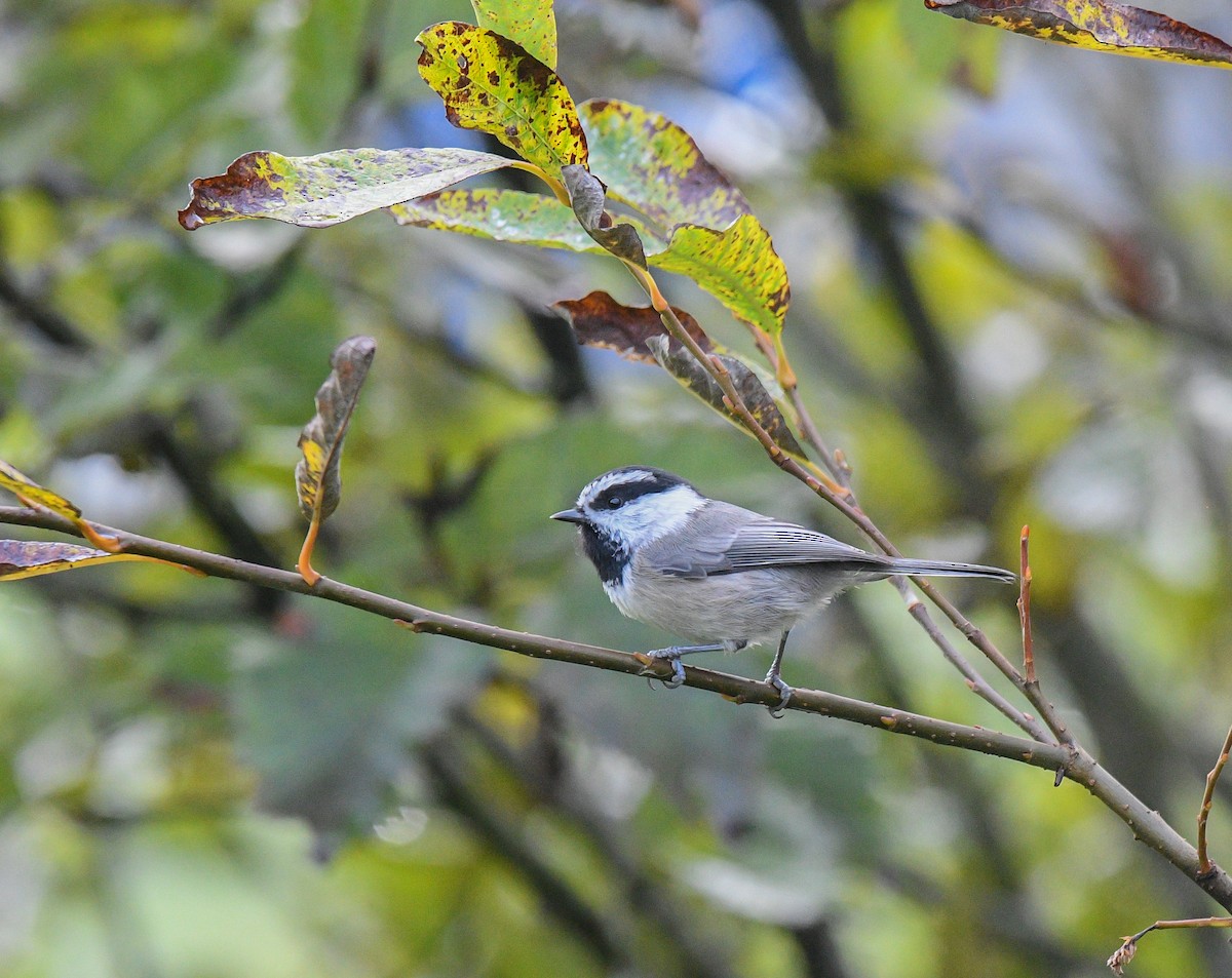 マミジロコガラ - ML643162265