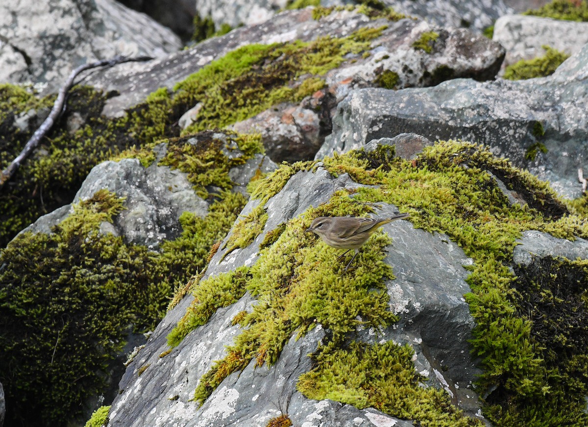 ヤシアメリカムシクイ - ML643162272