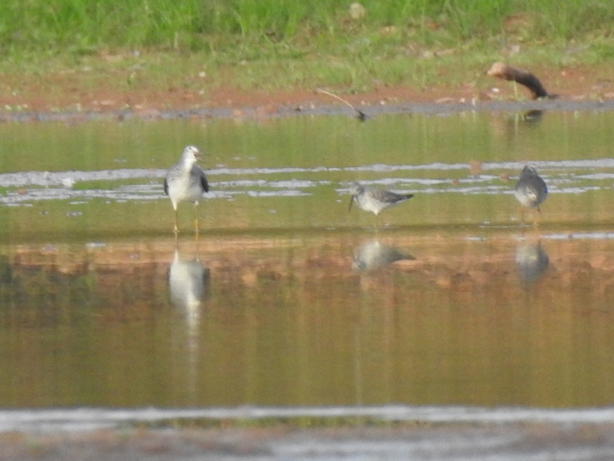 Greater Yellowlegs - ML643162310