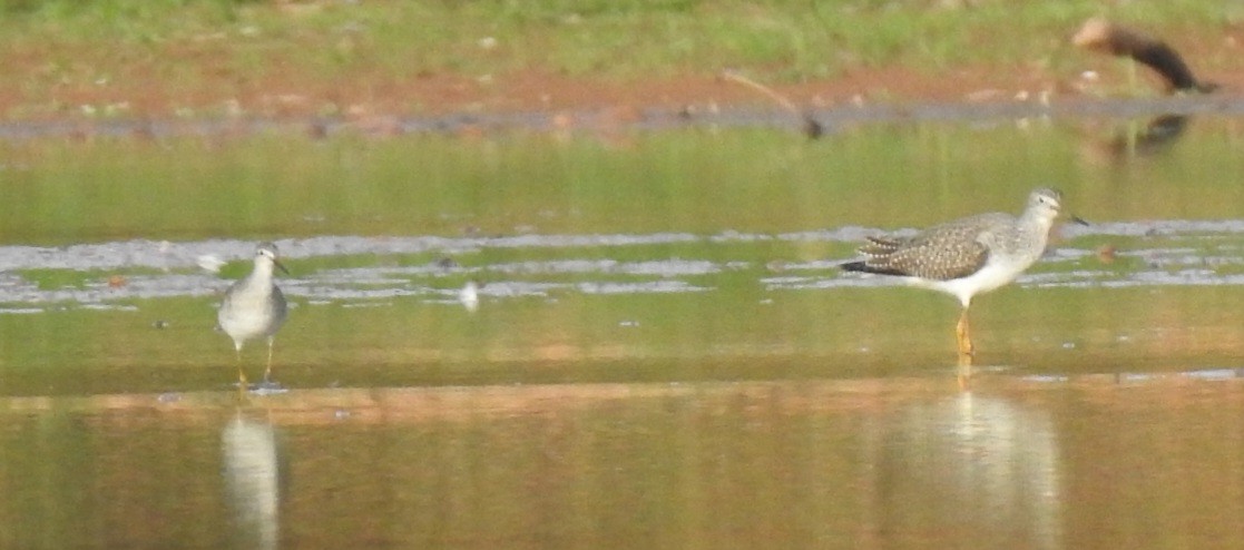 Greater Yellowlegs - ML643162311