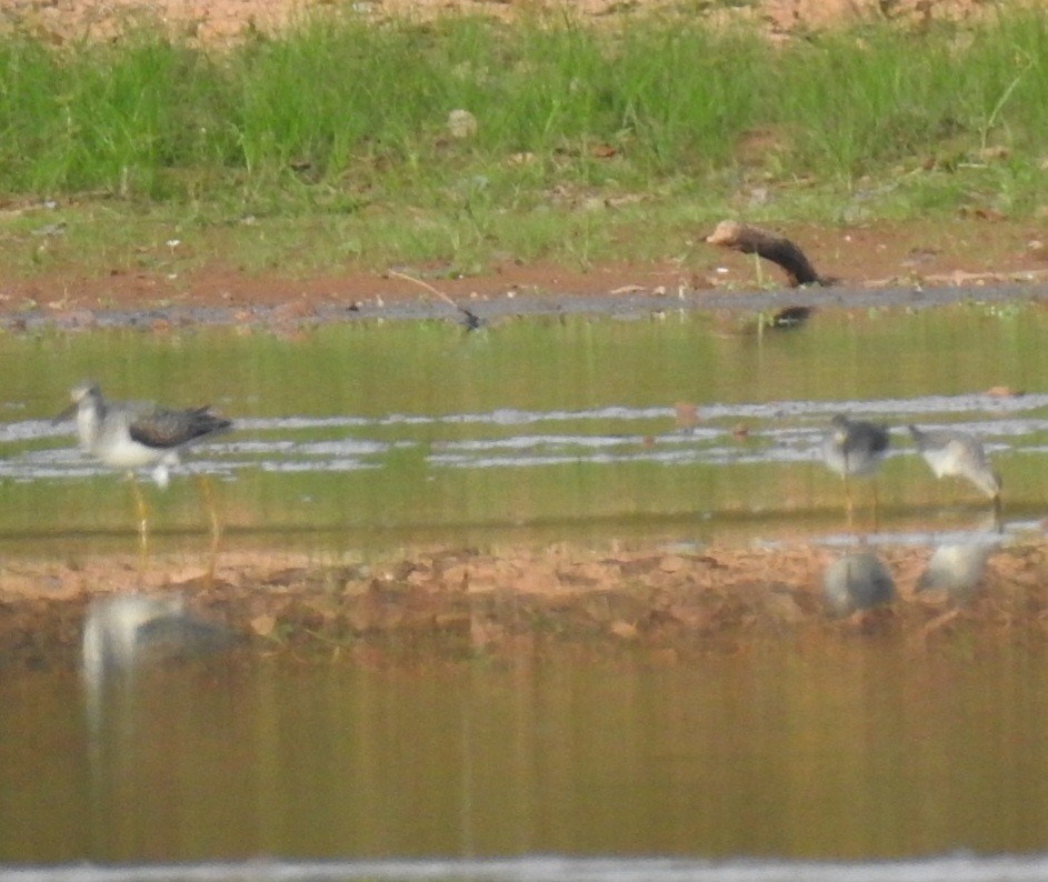 Greater Yellowlegs - ML643162312