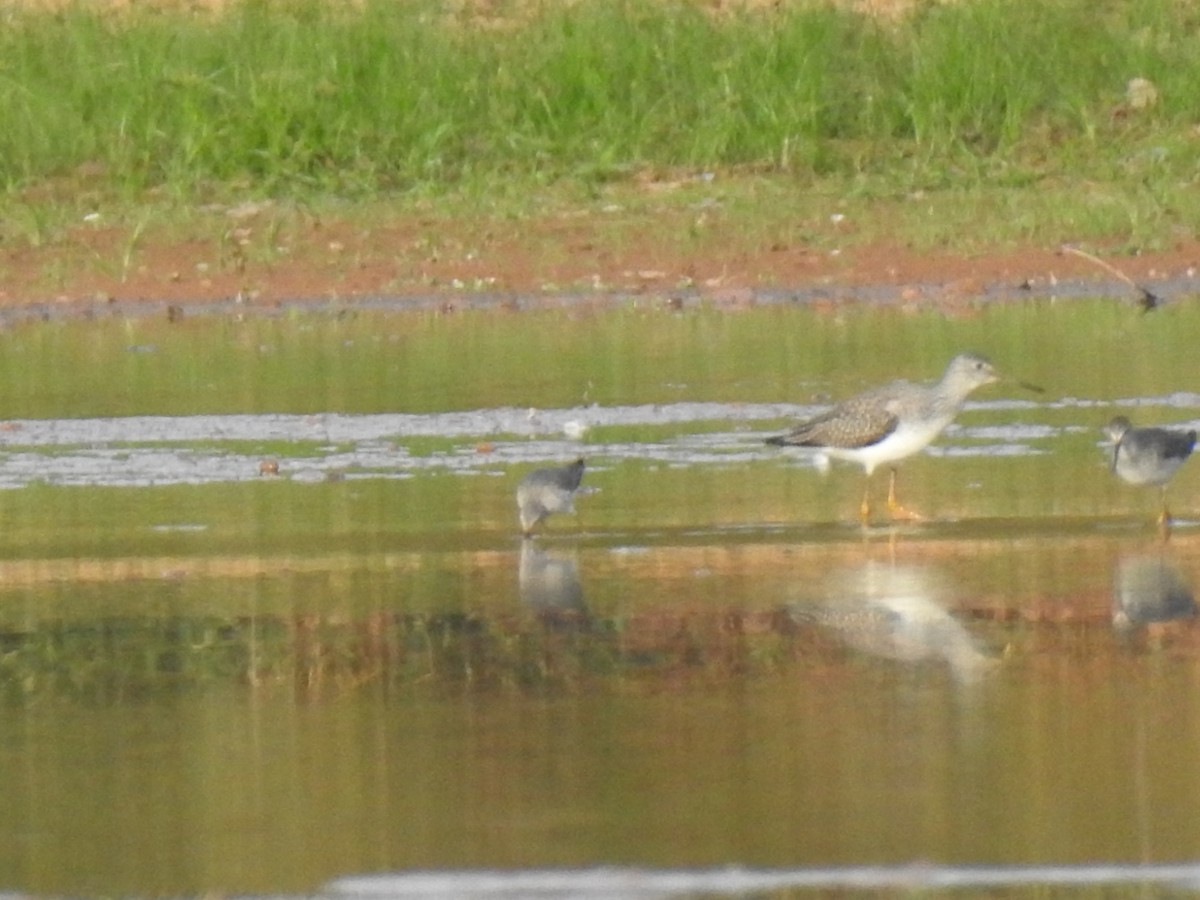 Greater Yellowlegs - ML643162313