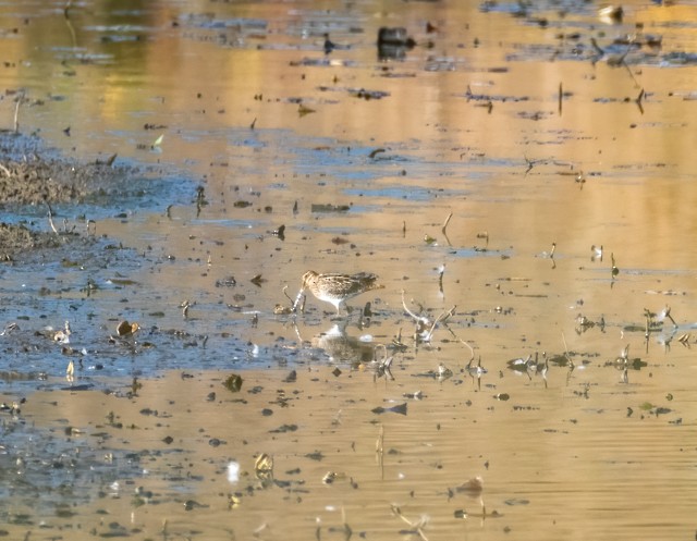 Wilson's Snipe - ML643162314