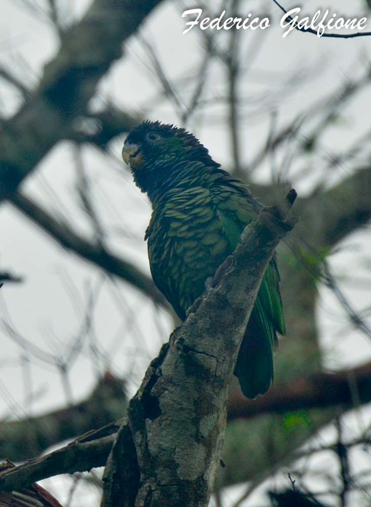 アケボノインコモドキ - ML643162322