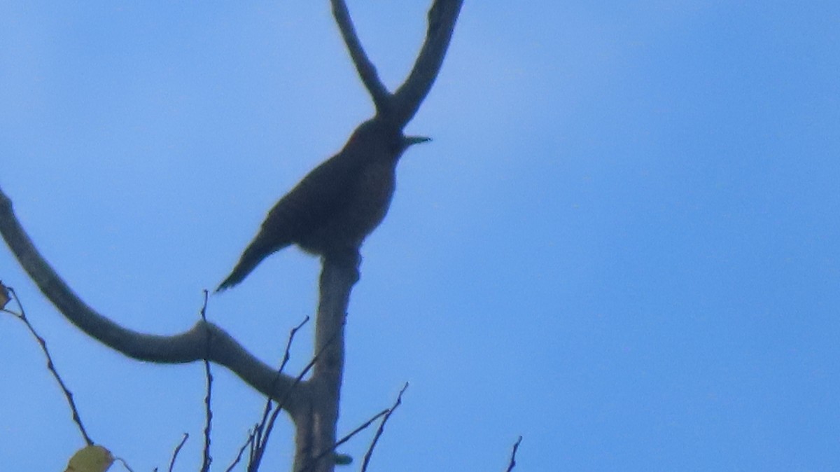 Northern Flicker - ML643162330