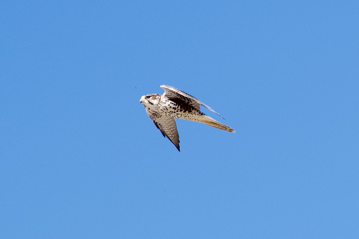 Prairie Falcon - ML643162343