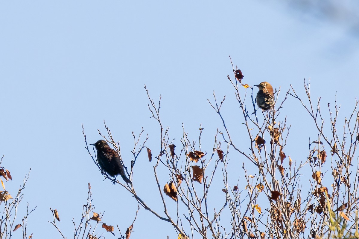 Rusty Blackbird - ML643162344