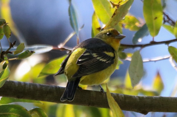 Western Tanager - ML643162373