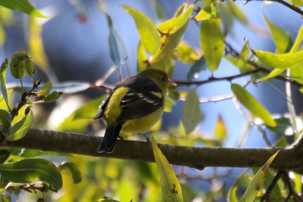 Western Tanager - ML643162374