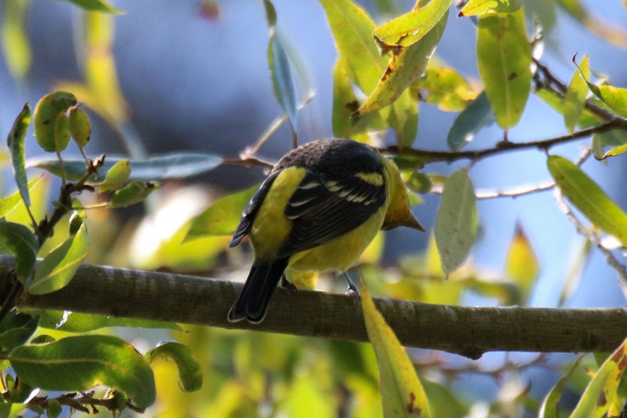 Western Tanager - ML643162375