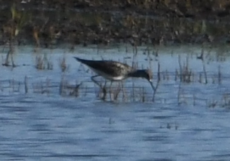Lesser/Greater Yellowlegs - ML643162392