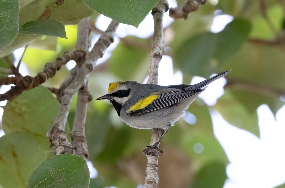 gullvingeparula - ML643162423