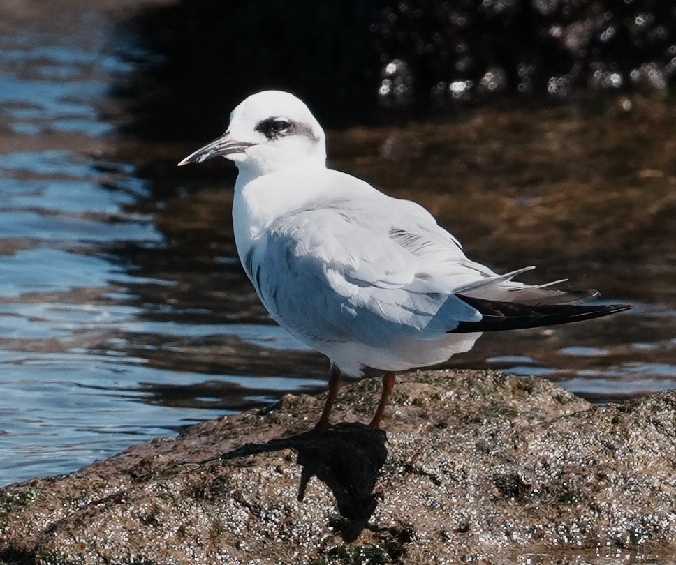 Snowy-crowned Tern - ML643162428