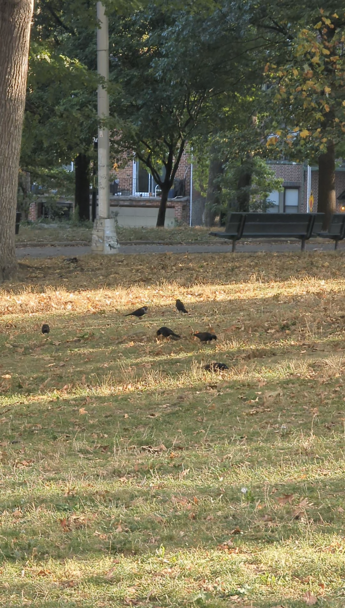 Common Grackle - ML643162433