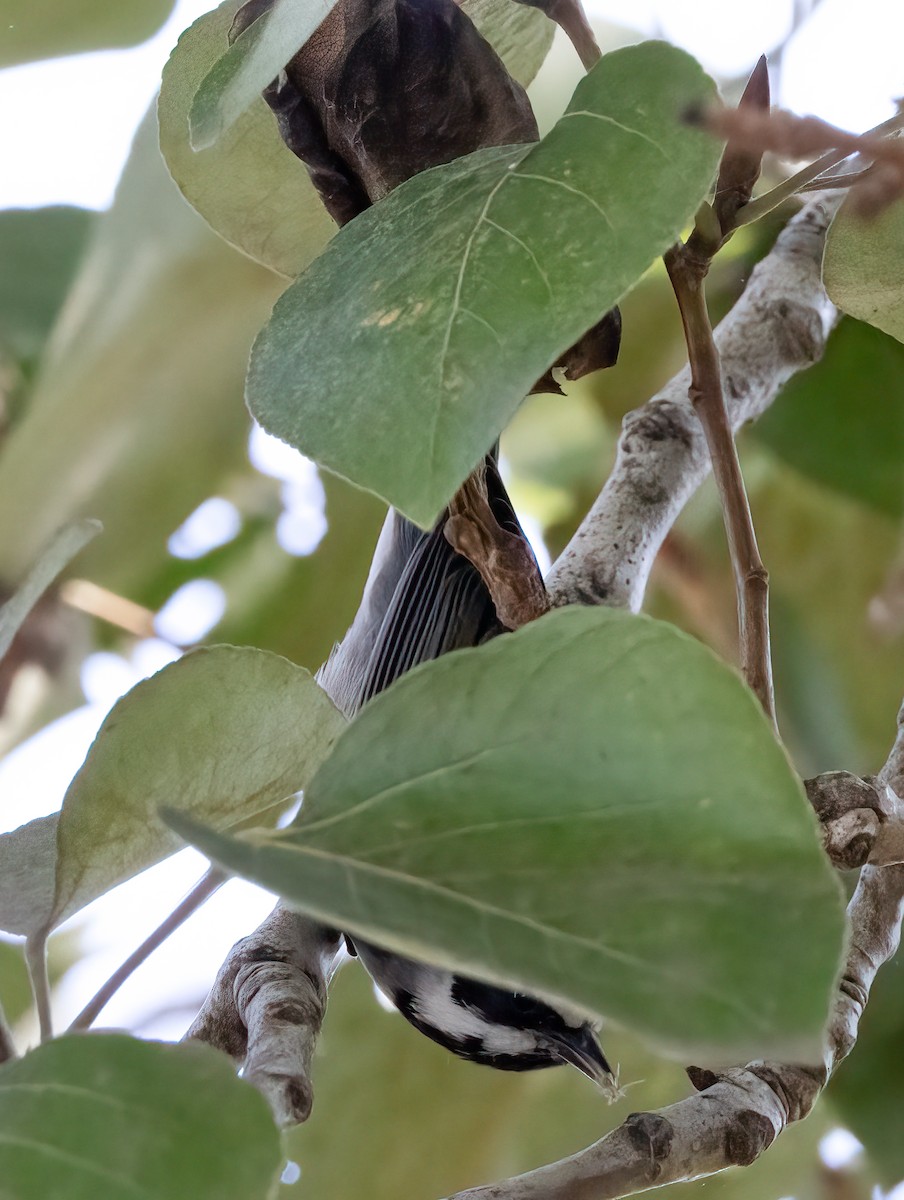 gullvingeparula - ML643162437
