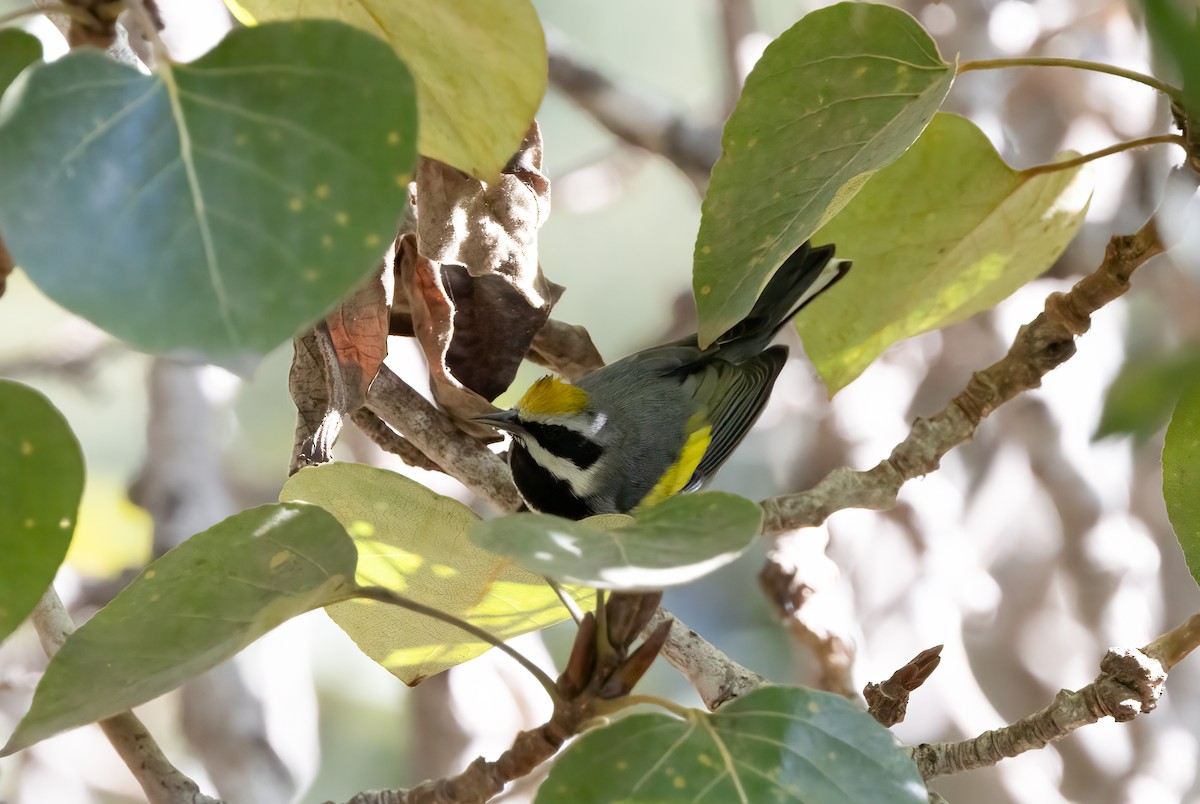 gullvingeparula - ML643162438