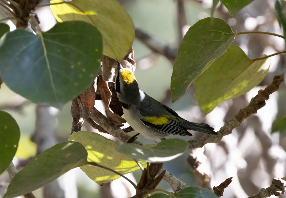 gullvingeparula - ML643162439